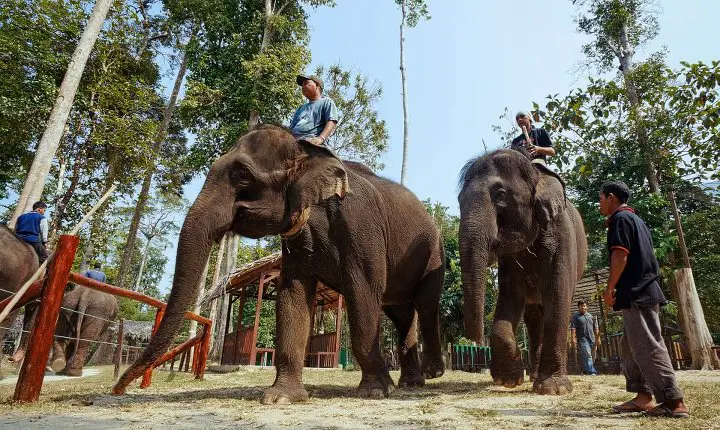 Pusat Konservasi Gajah Kebangsaan