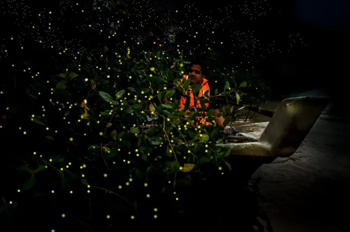 Sungai Timun Fireflies, Rembau