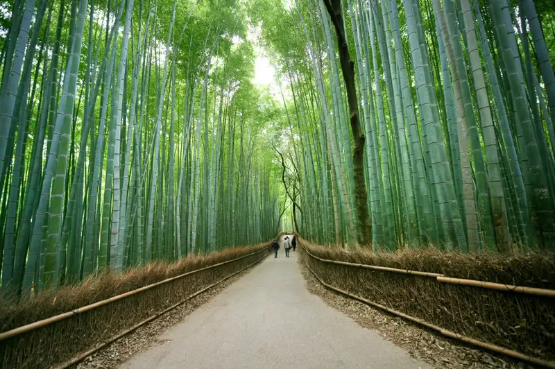 Bamboo Forest Street