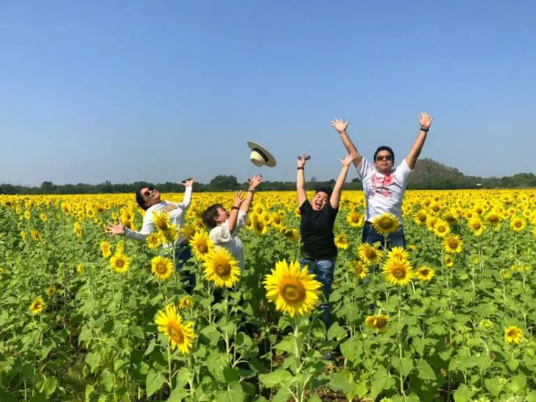 Tips Ringkas Dan Mudah Untuk Ke Ladang Bunga Matahari di Lopburi, Thailand
