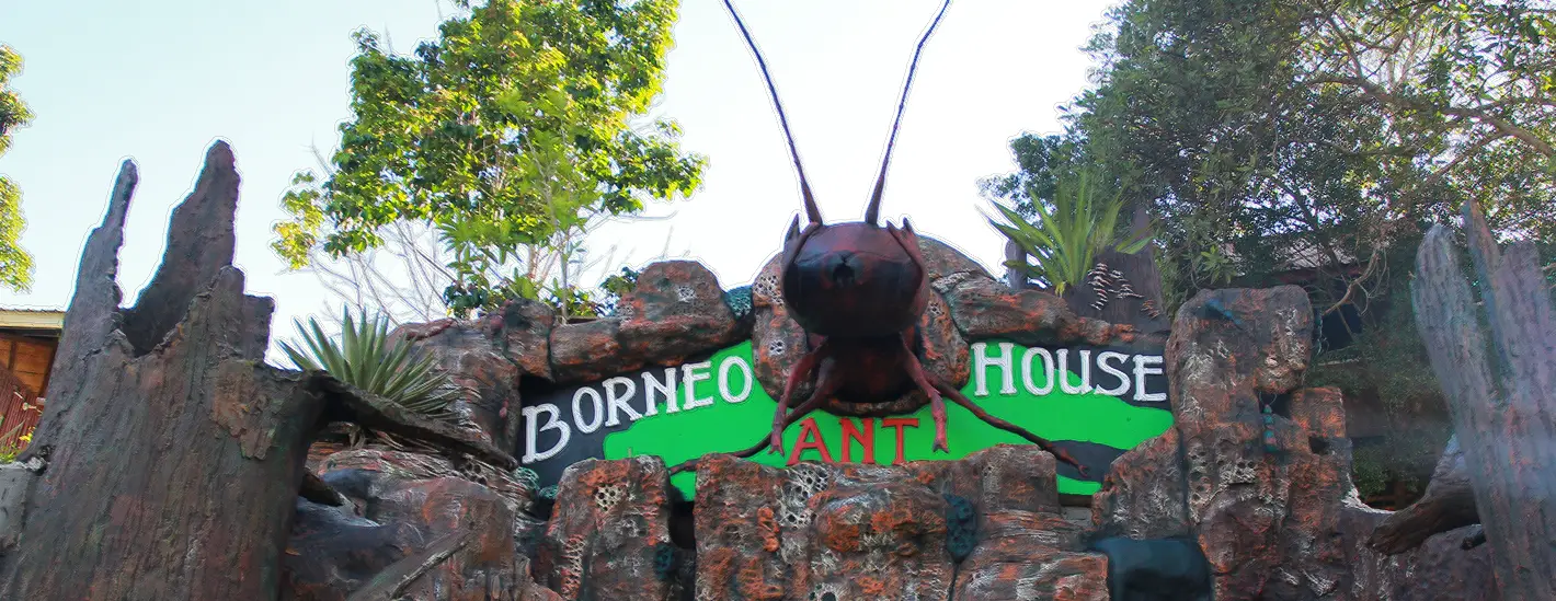 Borneo Ant House