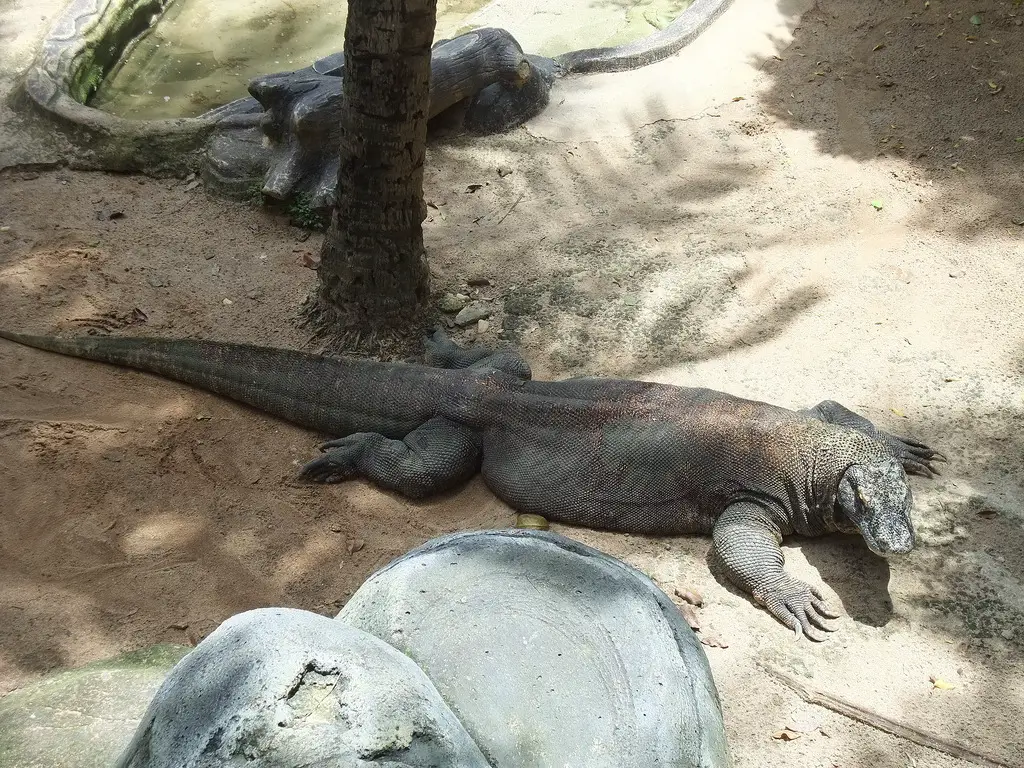 Museum Fauna Indonesia “Komodo” dan Taman Reptil