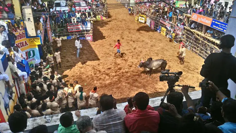 Jallikattu: Sukan Matador Ala India Yang Tidak Kurang Bahayanya