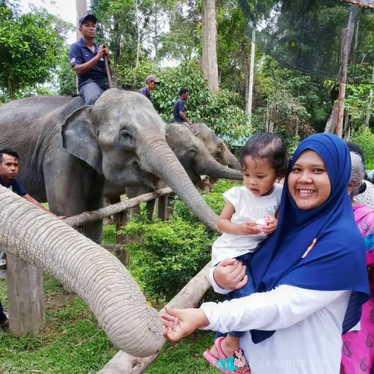 Aktiviti Menarik Di Pusat Konservasi Gajah Kebangsaan Kuala Gandah, Pahang