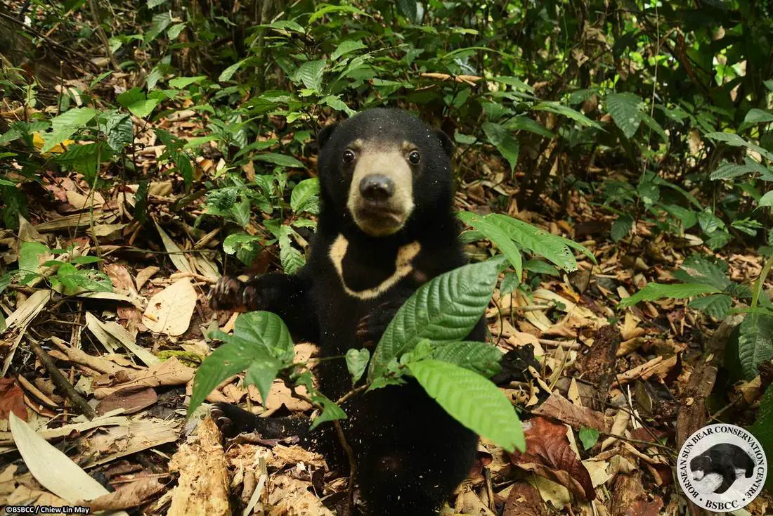 Borneo Sun Bear Conservation Centre