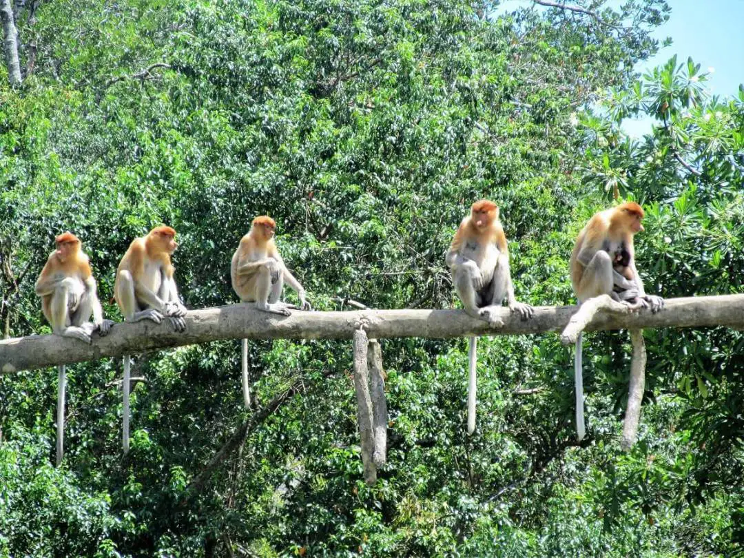 Labuk Bay Proboscis Monkey Santuary
