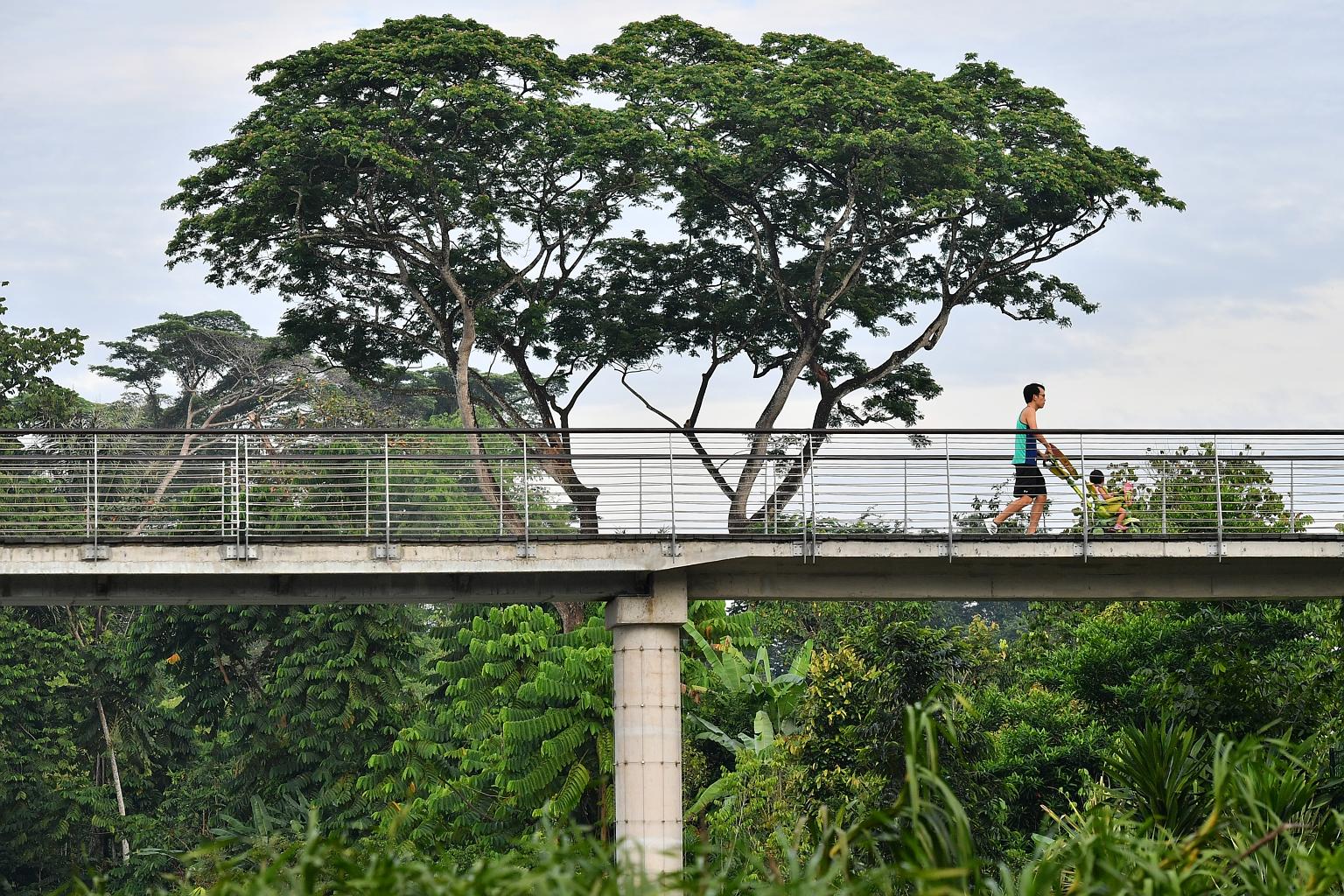 Singapore Botanic Garden Learning Forest