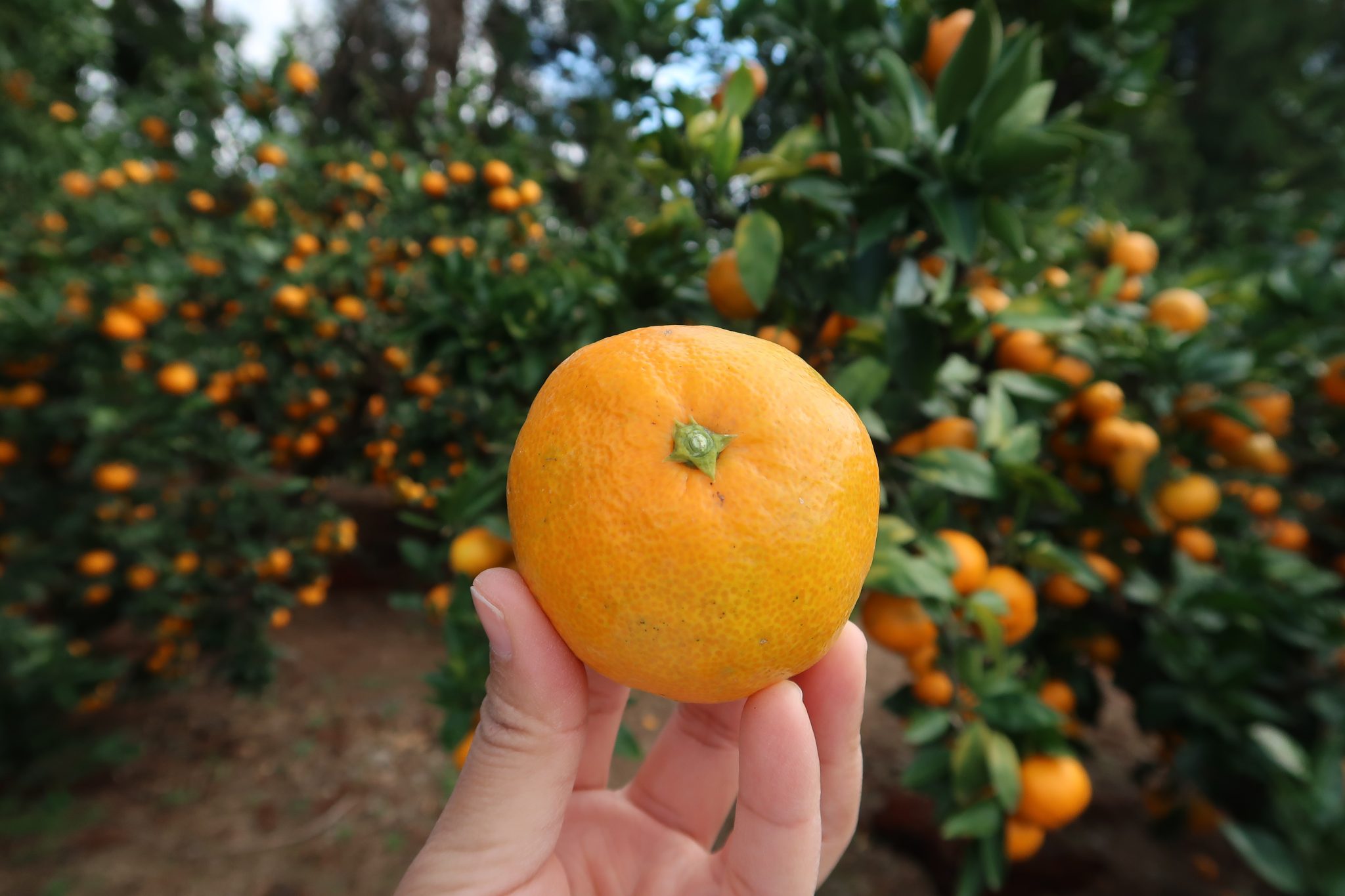 18 Tempat Menarik Di Pulau Jeju Yang Popular Untuk Anda Lawati Ammboi