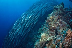 11 Tempat Menarik Di Pulau Sipadan Sangat Menakjubkan - Ammboi